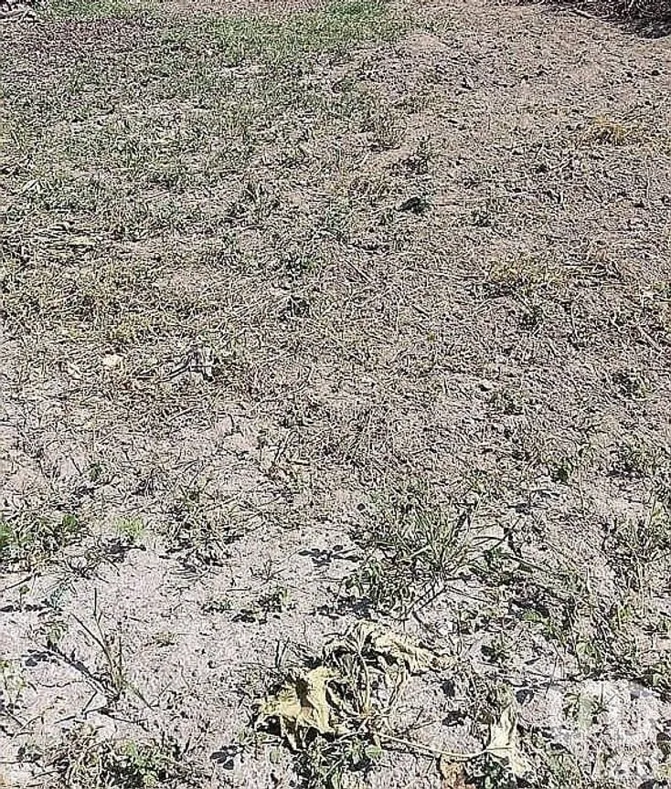 Terreno en Venta en Ixtlahuacan de los Membrillos, Ixtlahuacán de los Membrillos, Jalisco | NEX-192071 | iad México | Foto 2 de 8