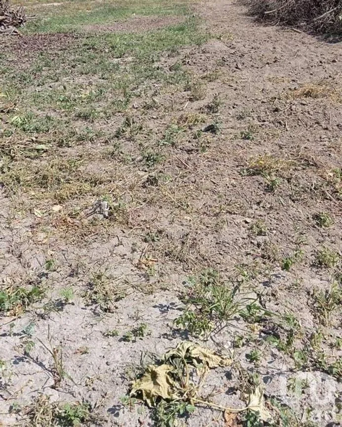 Terreno en Venta en Ixtlahuacan de los Membrillos, Ixtlahuacán de los Membrillos, Jalisco | NEX-192071 | iad México | Foto 3 de 8