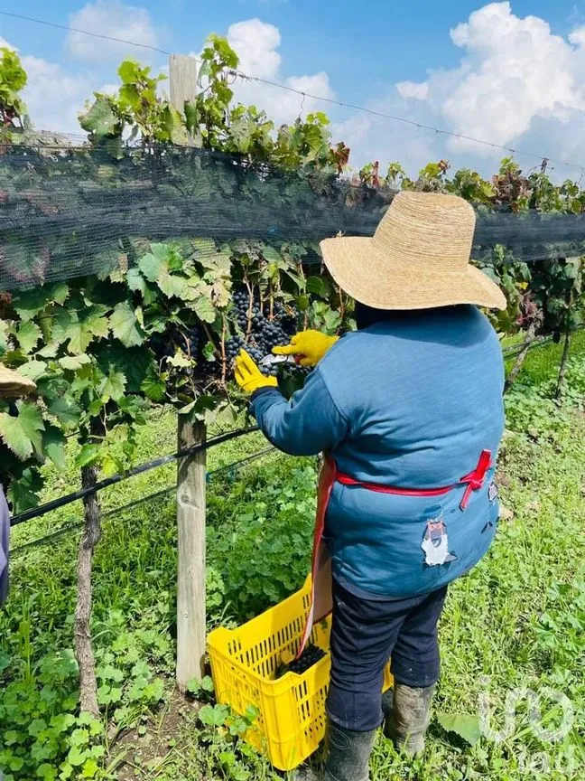 Departamento en Venta en Alfredo V. Bonfil (Los Pérez), Ezequiel Montes, Querétaro | NEX-184733 | iad México | Foto 10 de 12