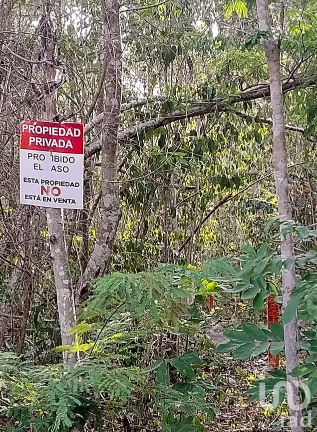 Terreno en Venta en La Veleta, Tulum, Quintana Roo | NEX-301059 | iad México | Foto 7 de 7
