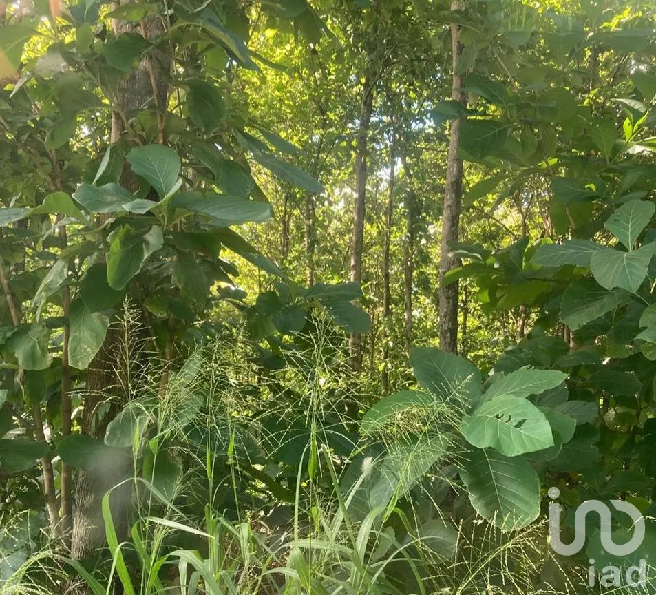 Terreno en Venta en Ojo de Agua, Carmen, Campeche | NEX-265069 | iad México | Foto 2 de 12