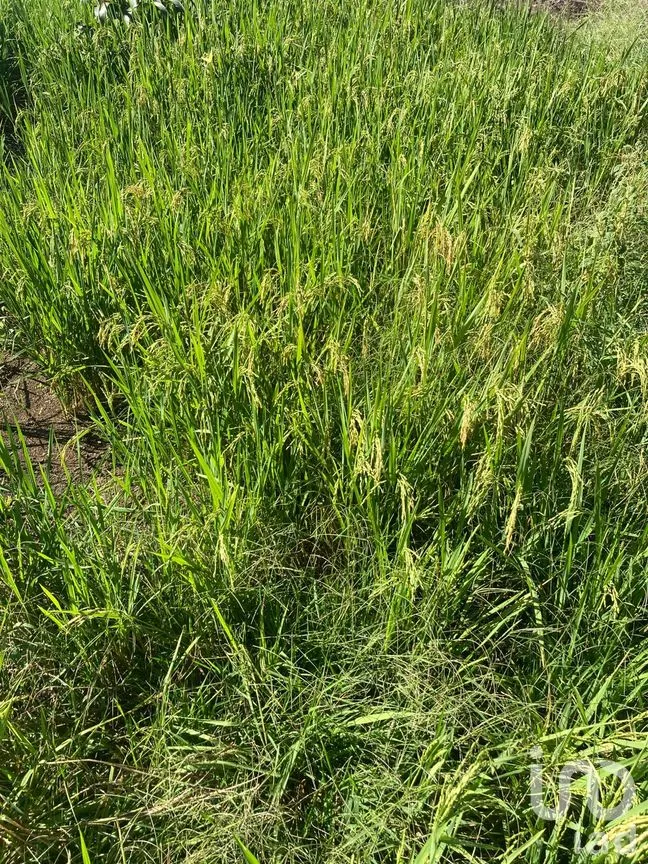 Terreno en Venta en Ojo de Agua, Carmen, Campeche | NEX-265069 | iad México | Foto 11 de 12