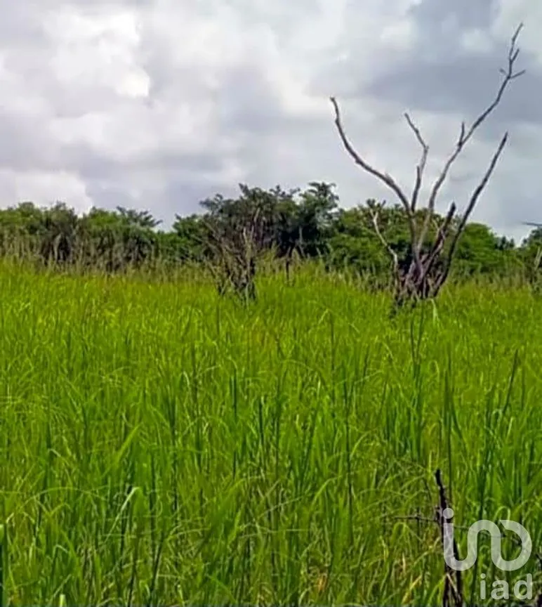 Terreno en Venta en Ojo de Agua, Carmen, Campeche | NEX-265069 | iad México | Foto 12 de 12