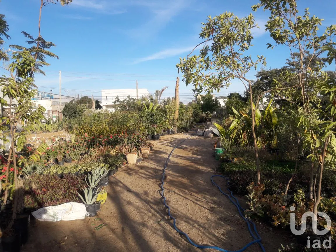 Terreno en Renta en Lagunitas, Los Cabos, Baja California Sur | NEX-184592 | iad México | Foto 6 de 9