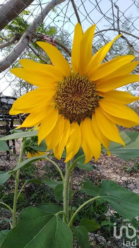 Terreno en Venta en Sitpach, Mérida, Yucatán | NEX-147565 | iad México | Foto 12 de 15