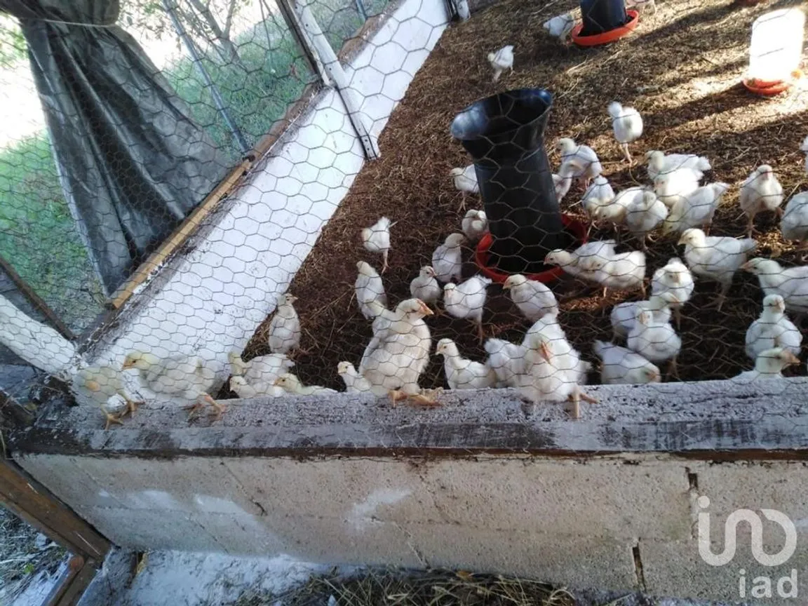 Terreno en Venta en Sitpach, Mérida, Yucatán | NEX-147565 | iad México | Foto 13 de 15