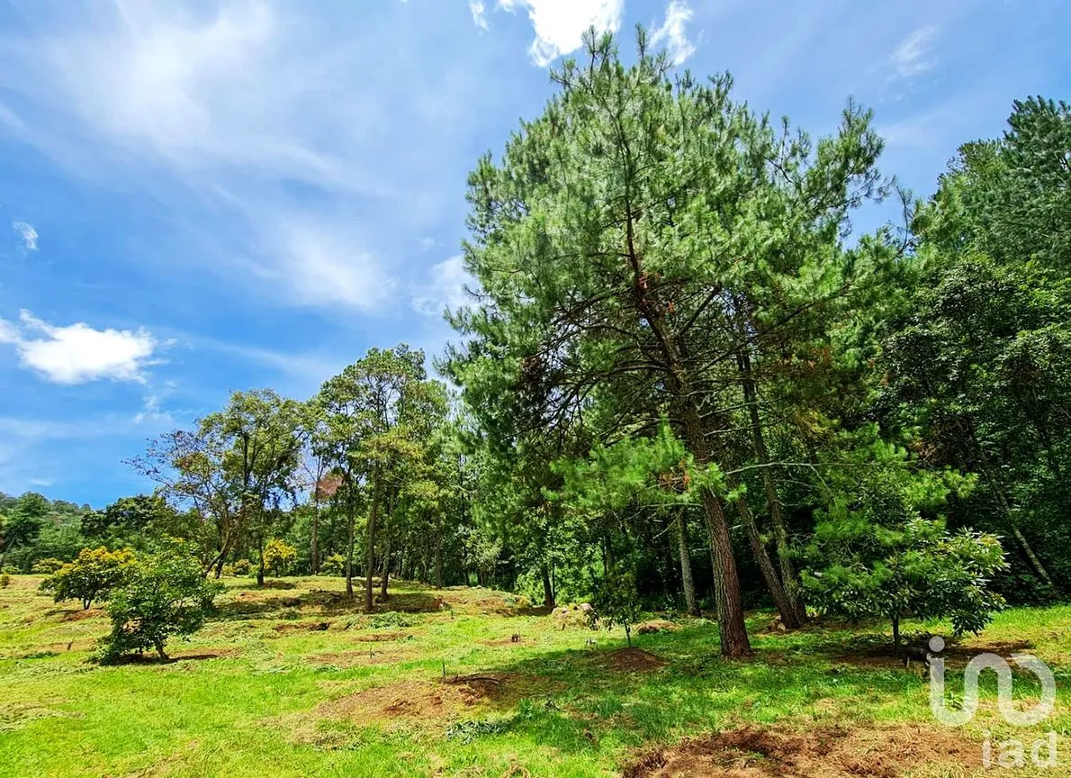 Rancho en Venta en Cochisquila, Coatepec Harinas, México | NEX-210104 | iad México | Foto 15 de 22