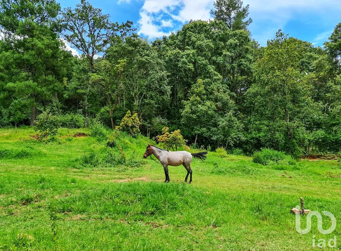 Rancho en Venta en Cochisquila, Coatepec Harinas, México | NEX-210104 | iad México | Foto 16 de 22