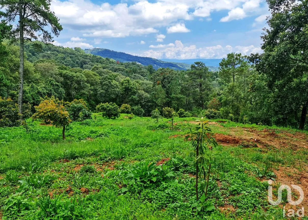 Rancho en Venta en Cochisquila, Coatepec Harinas, México | NEX-210104 | iad México | Foto 19 de 22