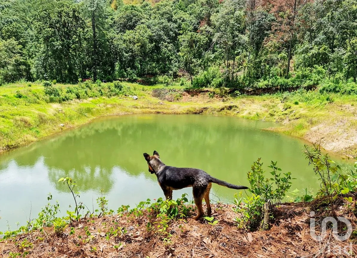 Rancho en Venta en Cochisquila, Coatepec Harinas, México | NEX-210104 | iad México | Foto 4 de 22