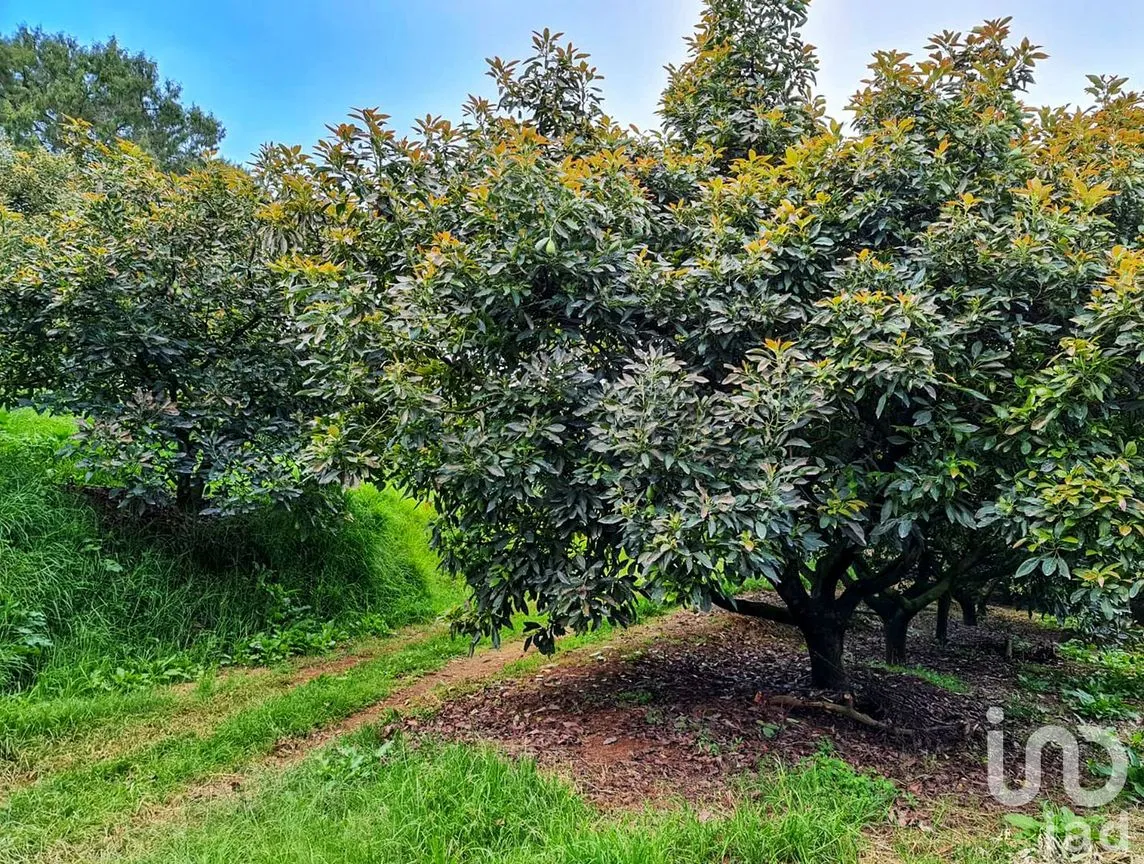 Rancho en Venta en Cochisquila, Coatepec Harinas, México | NEX-210104 | iad México | Foto 10 de 22