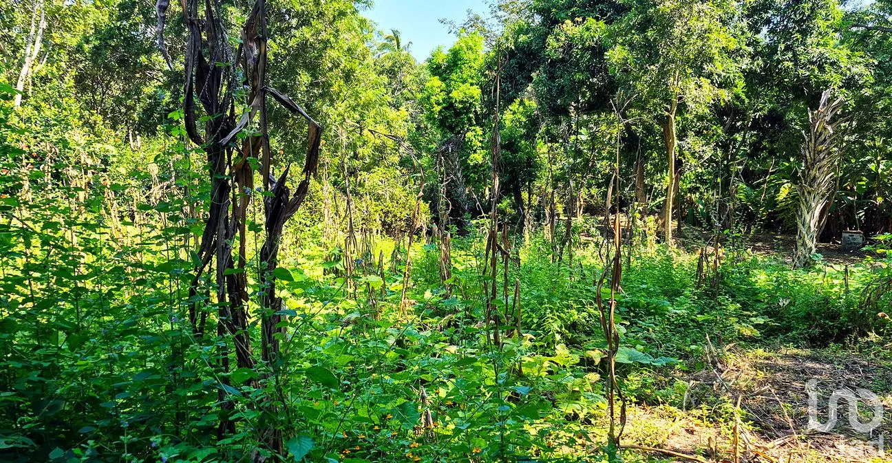 Terreno en Venta en Rancho de la Esperanza, San Pedro Mixtepec -Dto. 22 -, Oaxaca | NEX-286388 | iad México | Foto 8 de 11