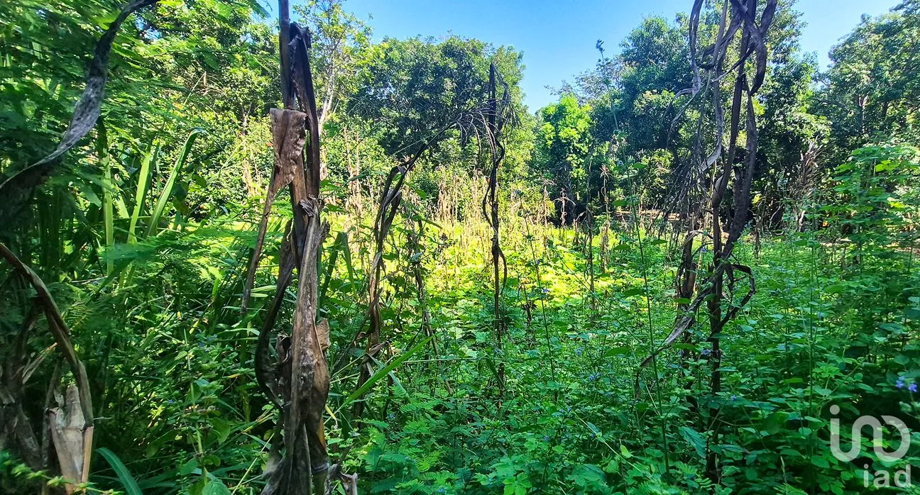 Terreno en Venta en Rancho de la Esperanza, San Pedro Mixtepec -Dto. 22 -, Oaxaca | NEX-286388 | iad México | Foto 9 de 11
