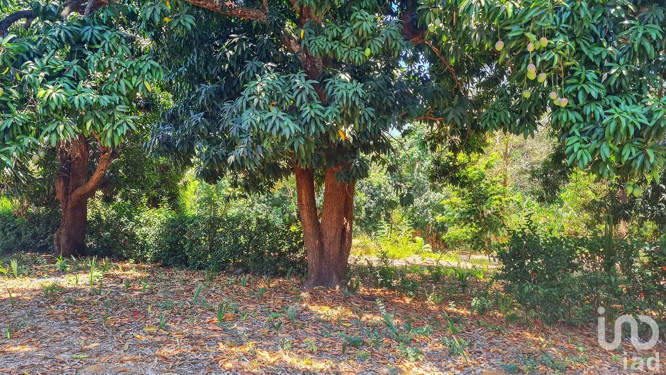 Terreno en Venta en Rancho de la Esperanza, San Pedro Mixtepec -Dto. 22 -, Oaxaca | NEX-286390 | iad México | Foto 9 de 12