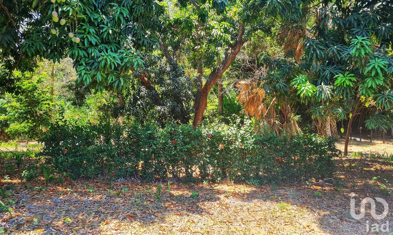 Terreno en Venta en Rancho de la Esperanza, San Pedro Mixtepec -Dto. 22 -, Oaxaca | NEX-286390 | iad México | Foto 10 de 12