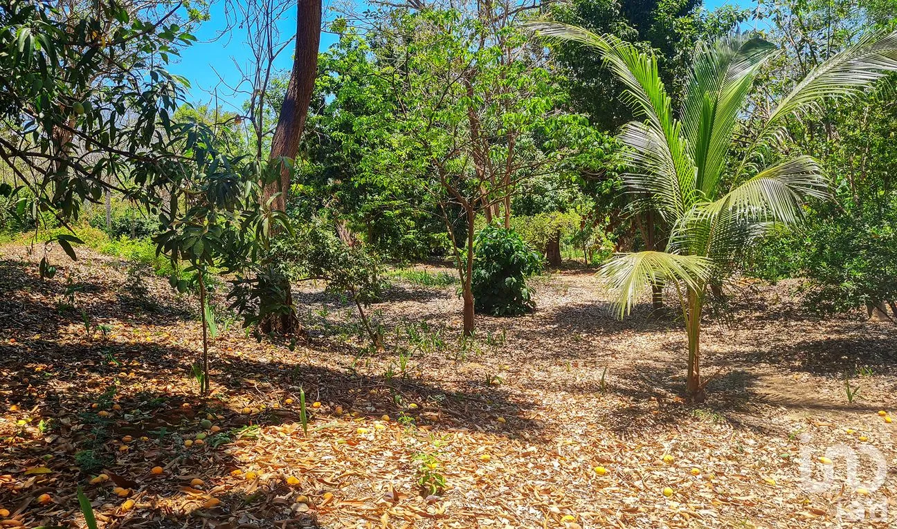 Terreno en Venta en Rancho de la Esperanza, San Pedro Mixtepec -Dto. 22 -, Oaxaca | NEX-286390 | iad México | Foto 1 de 12