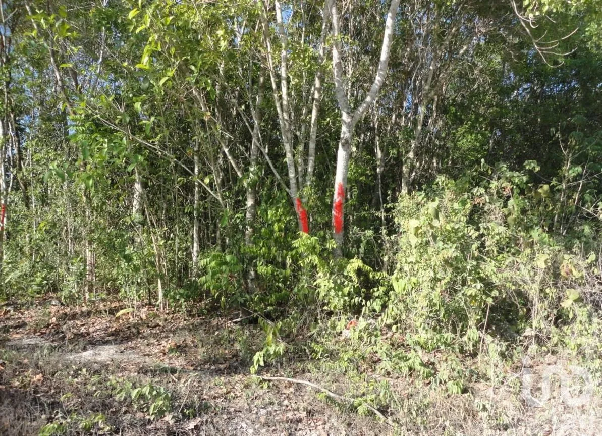Terreno en Venta en Akumal, Tulum, Quintana Roo | NEX-245601 | iad México | Foto 2 de 7