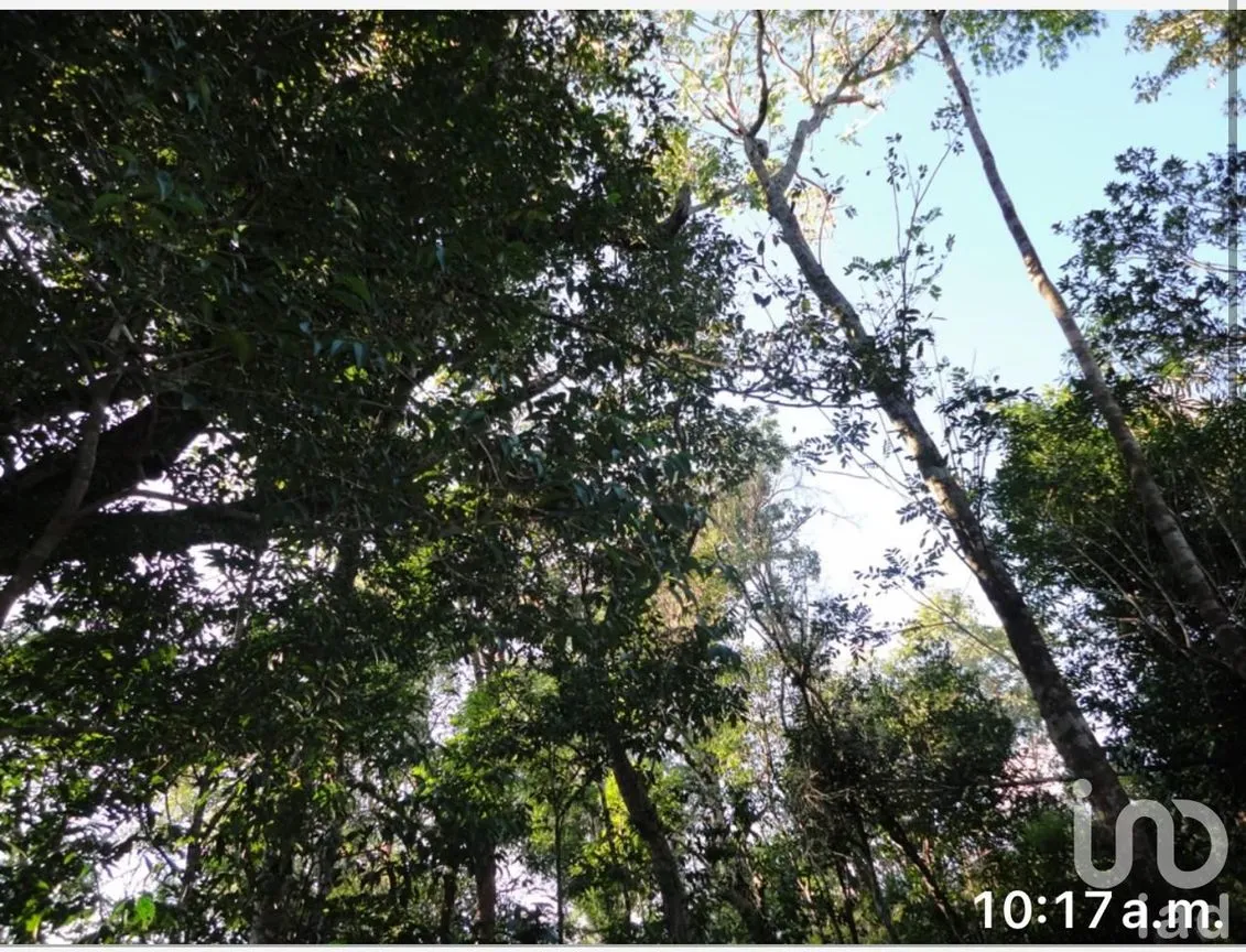 Terreno en Venta en Akumal, Tulum, Quintana Roo | NEX-245601 | iad México | Foto 5 de 7