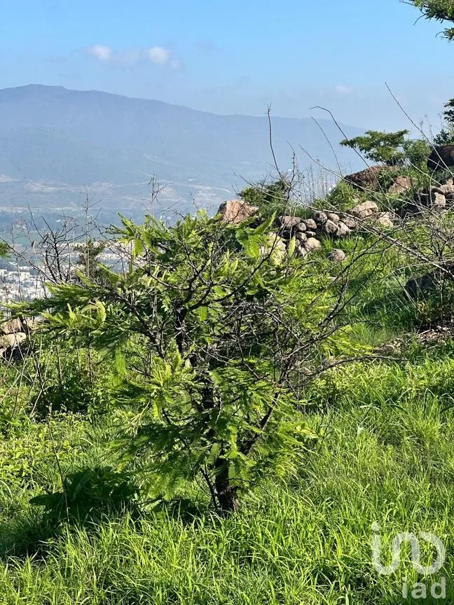 Terreno en Venta en Lomas de San Agustín, Tlajomulco de Zúñiga, Jalisco | NEX-254455 | iad México | Foto 6 de 12