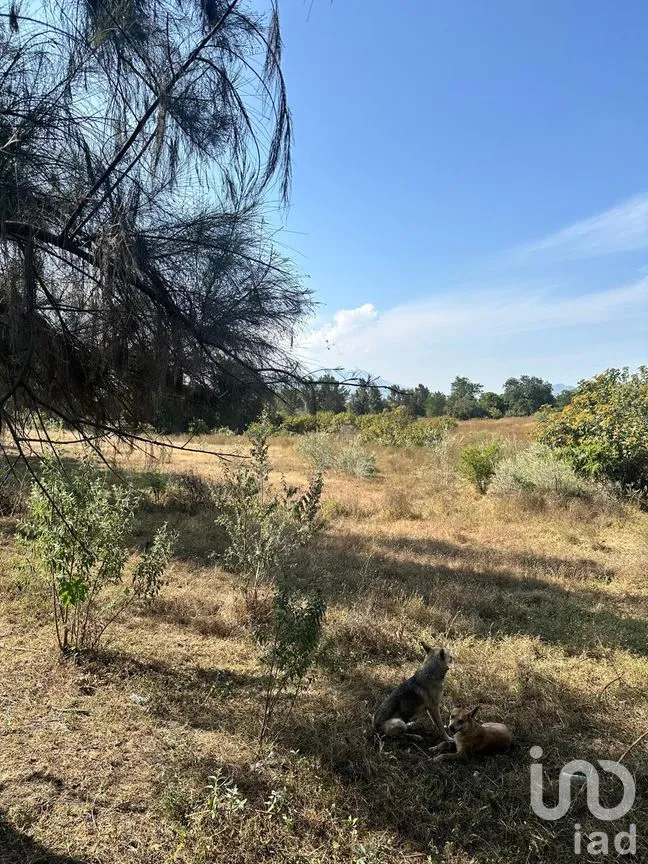 Terreno en Venta en Emiliano Zapata, El Arenal, Jalisco | NEX-263598 | iad México | Foto 10 de 13