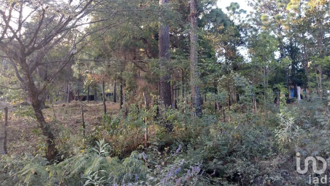 Terreno en Venta en Chijiltec (San Isidro), Teopisca, Chiapas | NEX-221864 | iad México | Foto 3 de 6