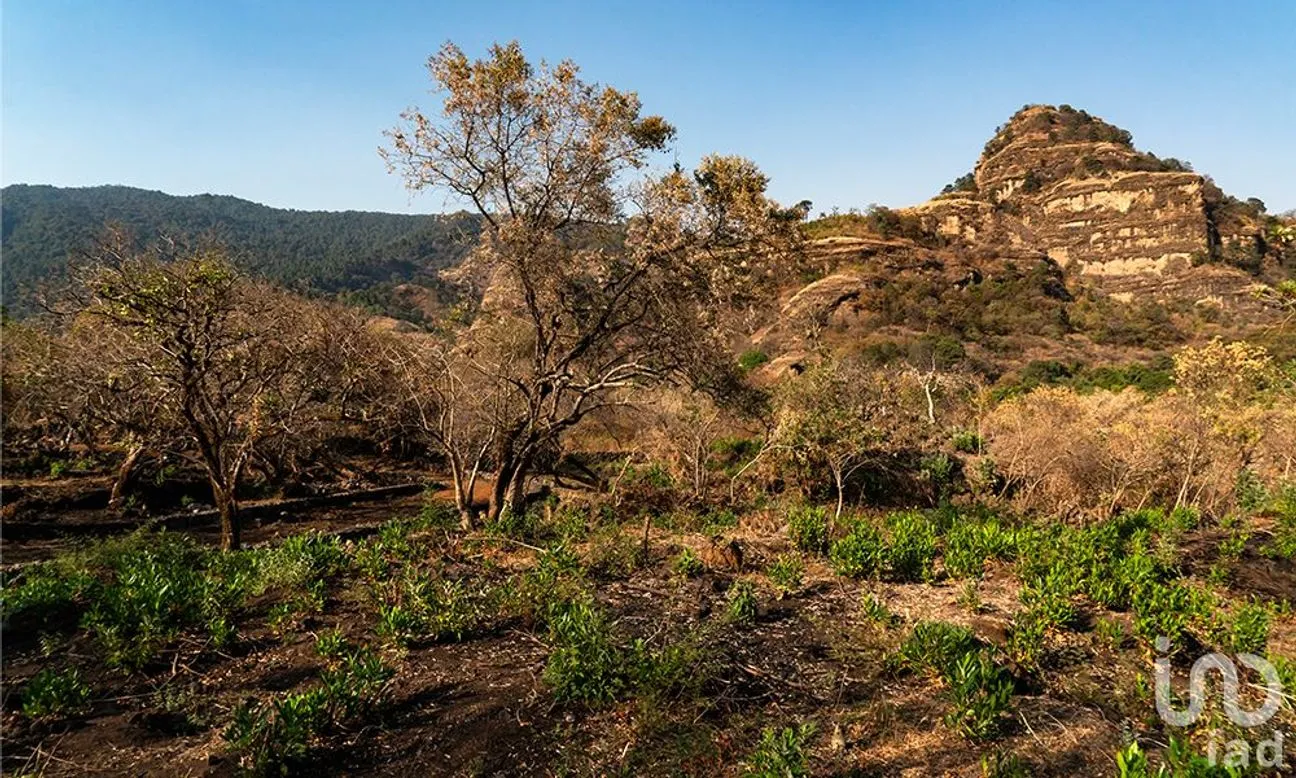 Terreno en Venta en Santo Domingo Ocotitlán, Tepoztlán, Morelos | NEX-213198 | iad México | Foto 4 de 10