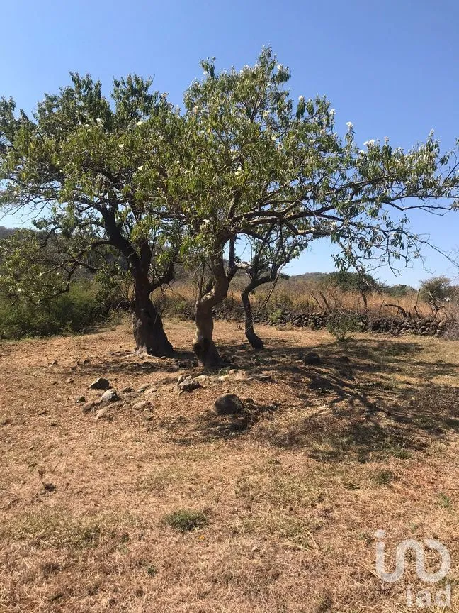 Terreno en Venta en Amatlán de Quetzalcóatl, Tepoztlán, Morelos | NEX-216927 | iad México | Foto 8 de 12