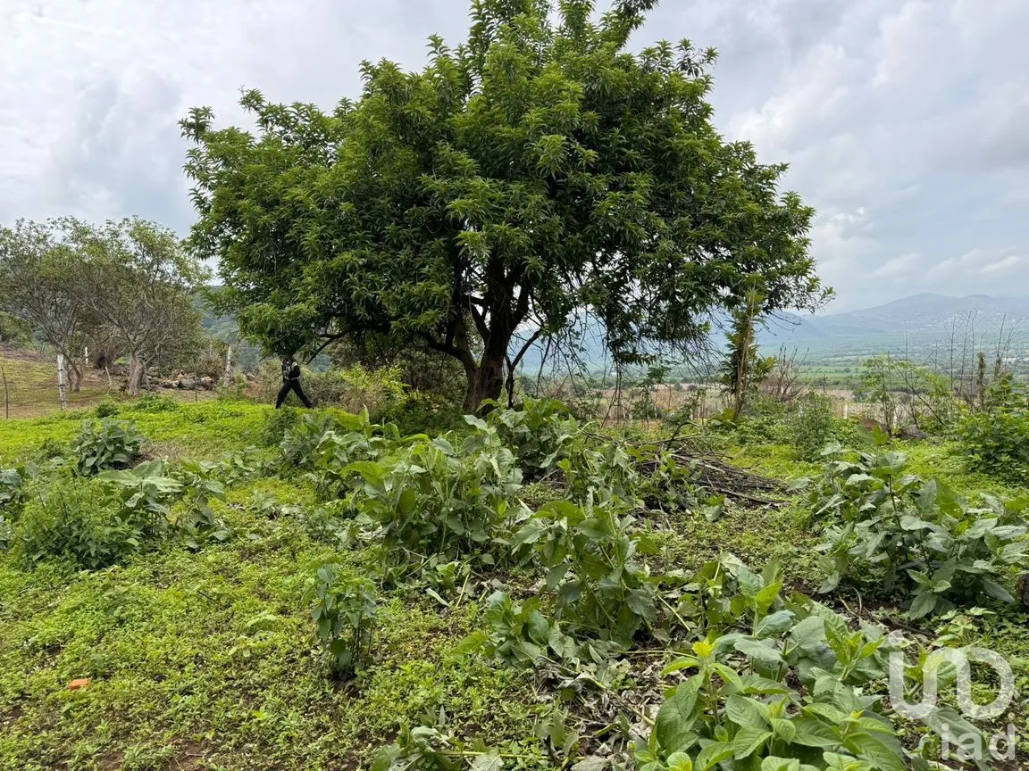 Terreno en Venta en Huachinantitla, Tepoztlán, Morelos | NEX-220049 | iad México | Foto 8 de 13