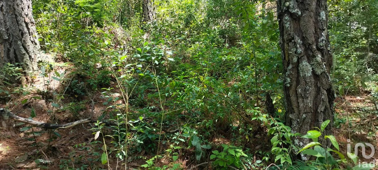 Terreno en Venta en Corral de Piedra, San Cristóbal de las Casas, Chiapas | NEX-260218 | iad México | Foto 2 de 2
