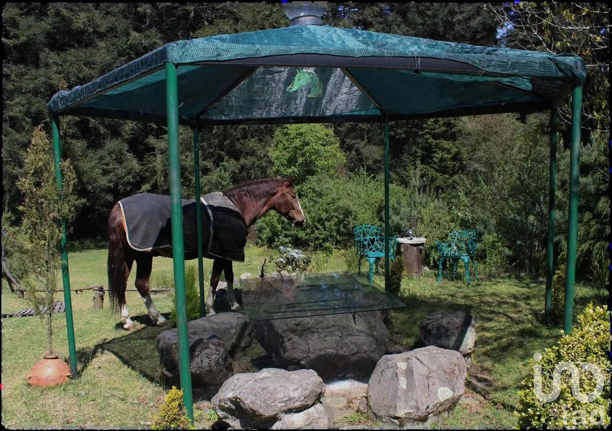Rancho en Venta en Santo Tomas Ajusco, Tlalpan, Ciudad de México | NEX-250655 | iad México | Foto 6 de 13