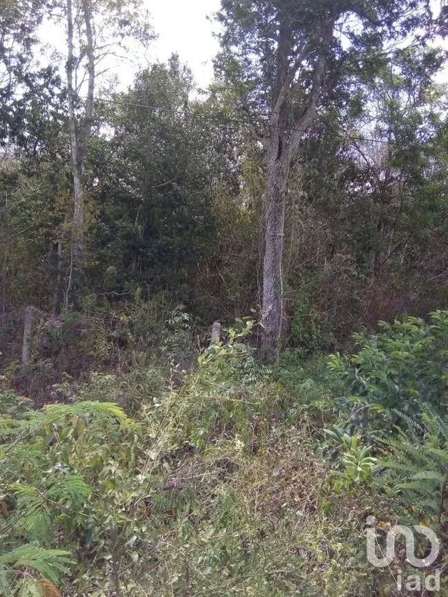 Terreno en Venta en Chunyaxché, Felipe Carrillo Puerto, Quintana Roo | NEX-223184 | iad México | Foto 2 de 9