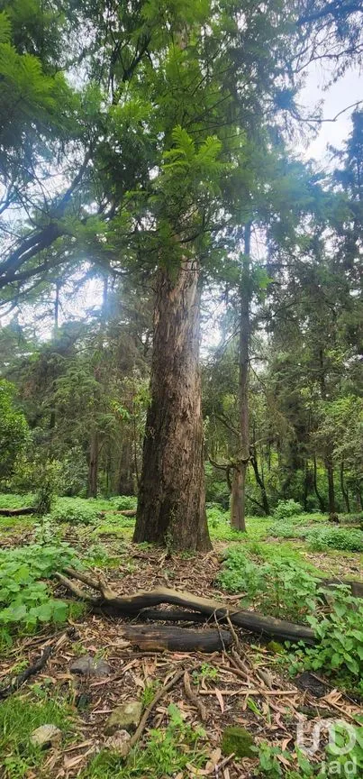 Terreno en Venta en Popo Park, Atlautla, México | NEX-255817 | iad México | Foto 10 de 11