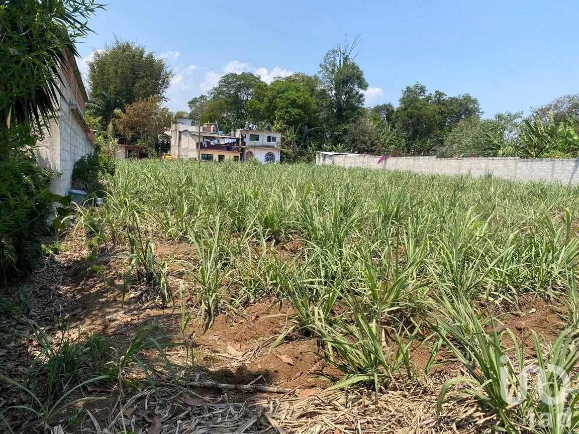 Terreno en Venta en Campo Viejo, Coatepec, Veracruz de Ignacio de la Llave | NEX-253269 | iad México | Foto 3 de 10