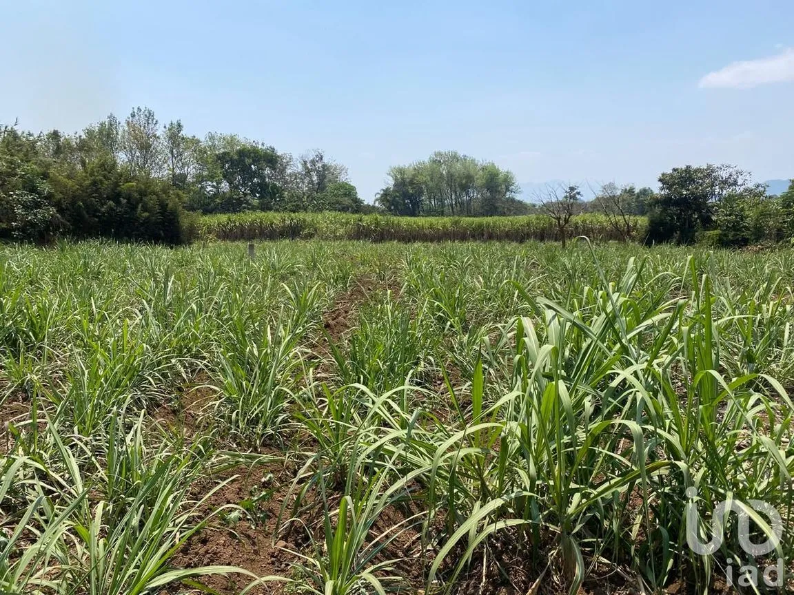 Terreno en Venta en Campo Viejo, Coatepec, Veracruz de Ignacio de la Llave | NEX-253269 | iad México | Foto 5 de 10