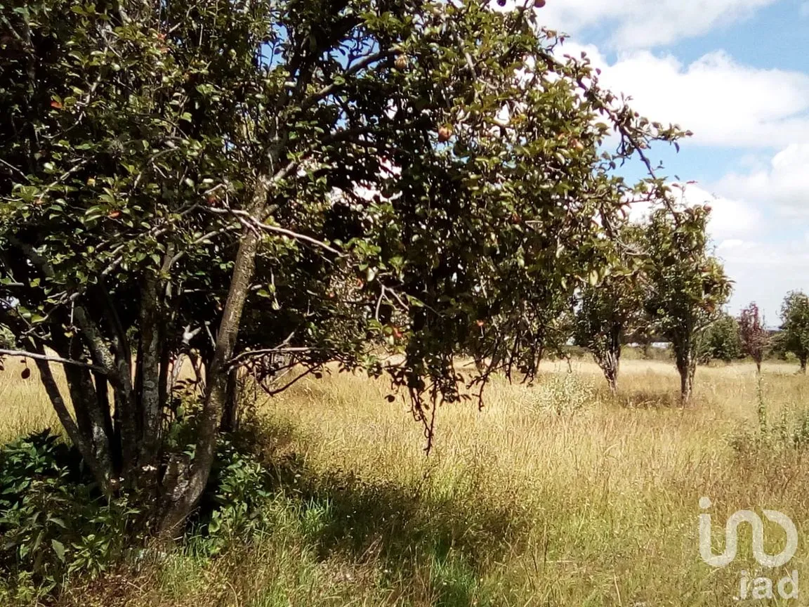 Terreno en Venta en Analco de Ponciano Arriaga (Santa Cruz Analco), San Salvador el Verde, Puebla | NEX-254876 | iad México | Foto 8 de 13