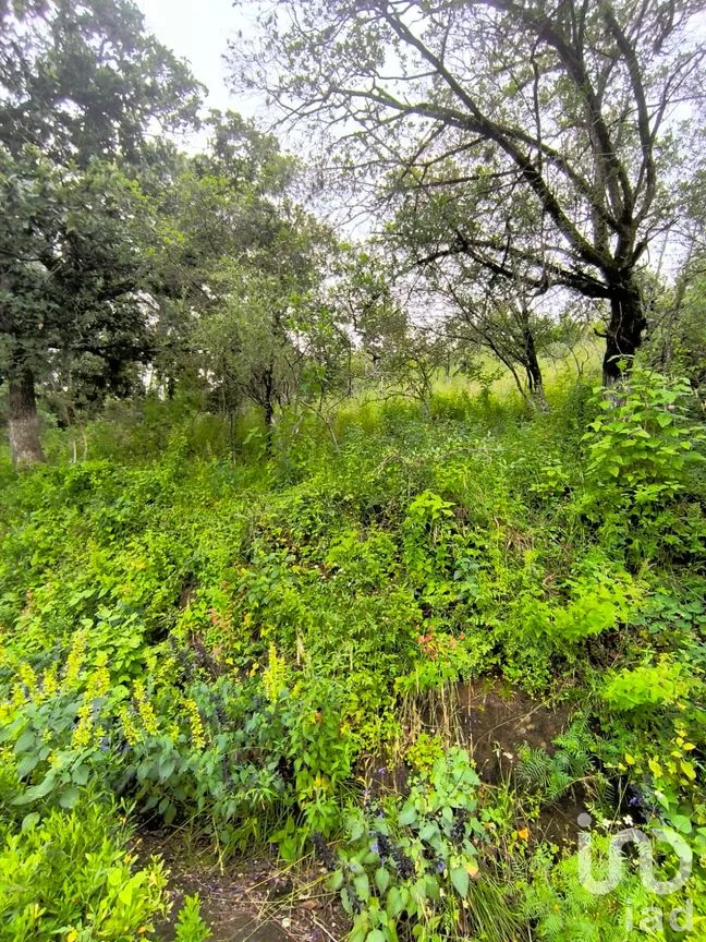 Terreno en Venta en El Batán, Amealco de Bonfil, Querétaro | NEX-246654 | iad México | Foto 7 de 8