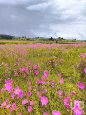 NEX-291233 - Terreno en Venta en San Pedro Tenango, CP 76895, Querétaro.