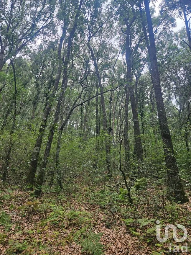 Terreno en Venta en Laguna de Servín, Amealco de Bonfil, Querétaro | NEX-304466 | iad México | Foto 13 de 14