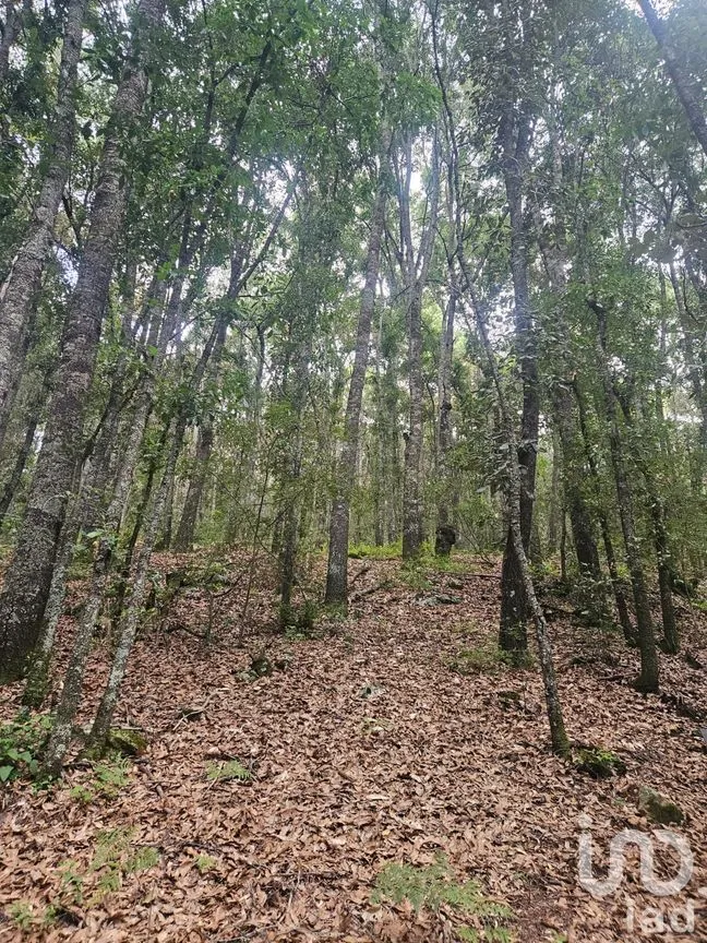 Terreno en Venta en Laguna de Servín, Amealco de Bonfil, Querétaro | NEX-304466 | iad México | Foto 3 de 14