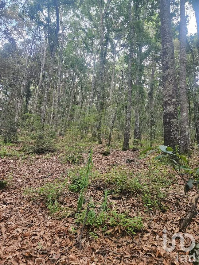 Terreno en Venta en Laguna de Servín, Amealco de Bonfil, Querétaro | NEX-304466 | iad México | Foto 4 de 14