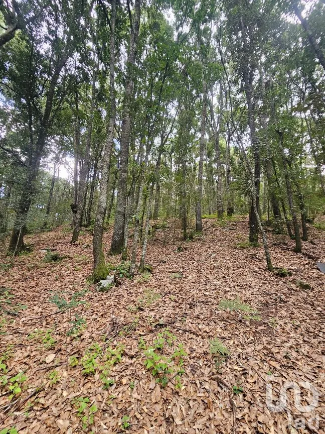 Terreno en Venta en Laguna de Servín, Amealco de Bonfil, Querétaro | NEX-304466 | iad México | Foto 5 de 14
