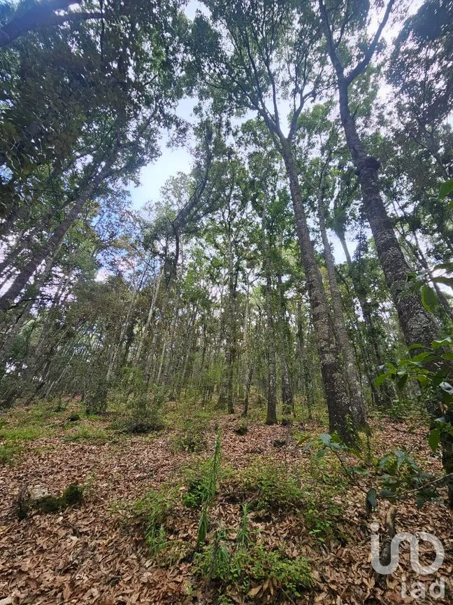 Terreno en Venta en Laguna de Servín, Amealco de Bonfil, Querétaro | NEX-304466 | iad México | Foto 6 de 14