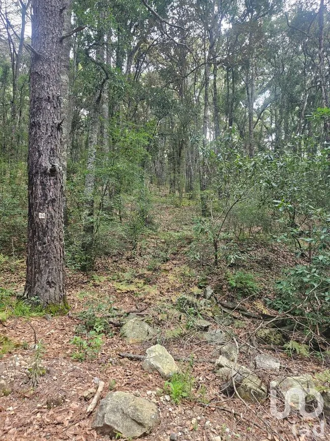 Terreno en Venta en Laguna de Servín, Amealco de Bonfil, Querétaro | NEX-304466 | iad México | Foto 7 de 14