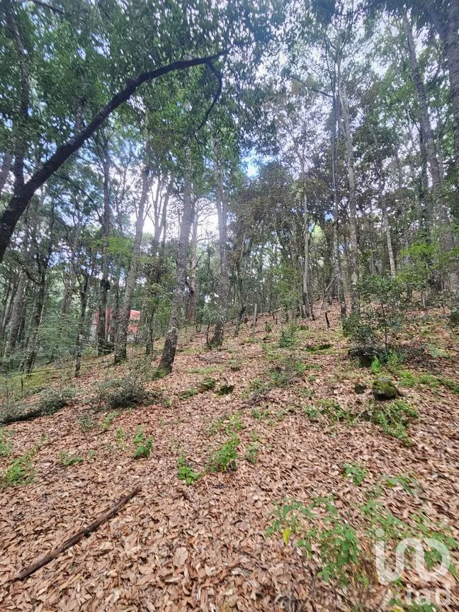 Terreno en Venta en Laguna de Servín, Amealco de Bonfil, Querétaro | NEX-304466 | iad México | Foto 1 de 14