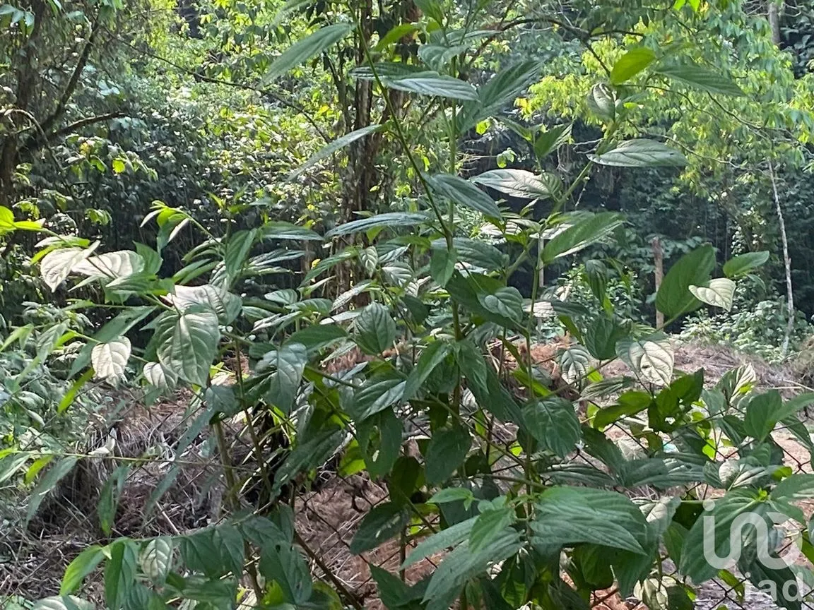 Terreno en Venta en Las Hayas, Coatepec, Veracruz de Ignacio de la Llave | NEX-251007 | iad México | Foto 4 de 8