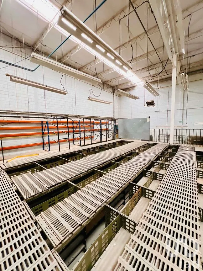 Edificio en Renta en Partido Senecu, Juárez, Chihuahua | NEX-264157 | iad México | Foto 12 de 20