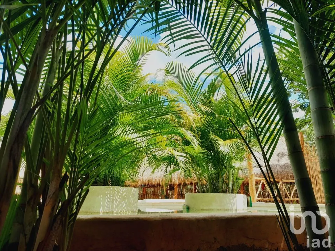 Terreno en Renta en Uspibil, Chemax, Yucatán | NEX-259281 | iad México | Foto 7 de 17