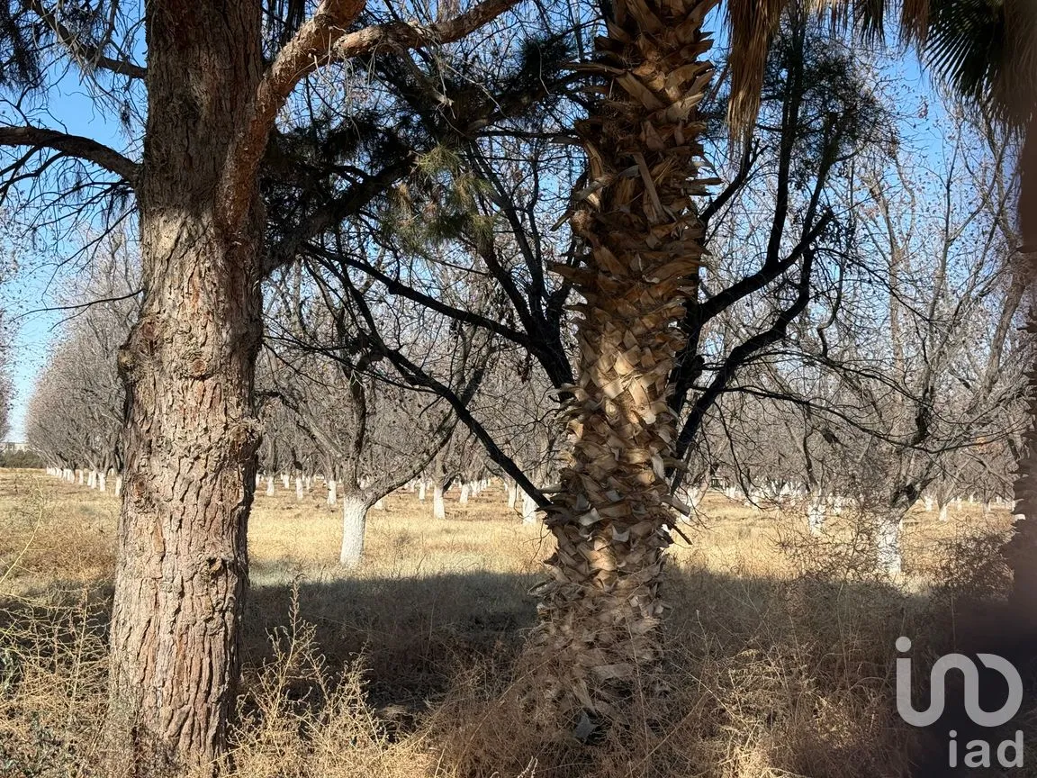 Terreno en Venta en Álamos de Senecu, Juárez, Chihuahua | NEX-264729 | iad México | Foto 10 de 12