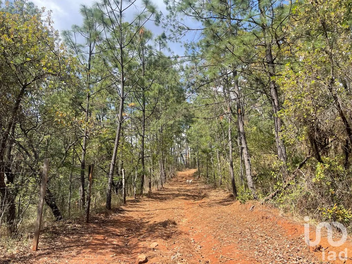 Terreno en Venta en Los Espinos, Tapalpa, Jalisco | NEX-257473 | iad México | Foto 16 de 16