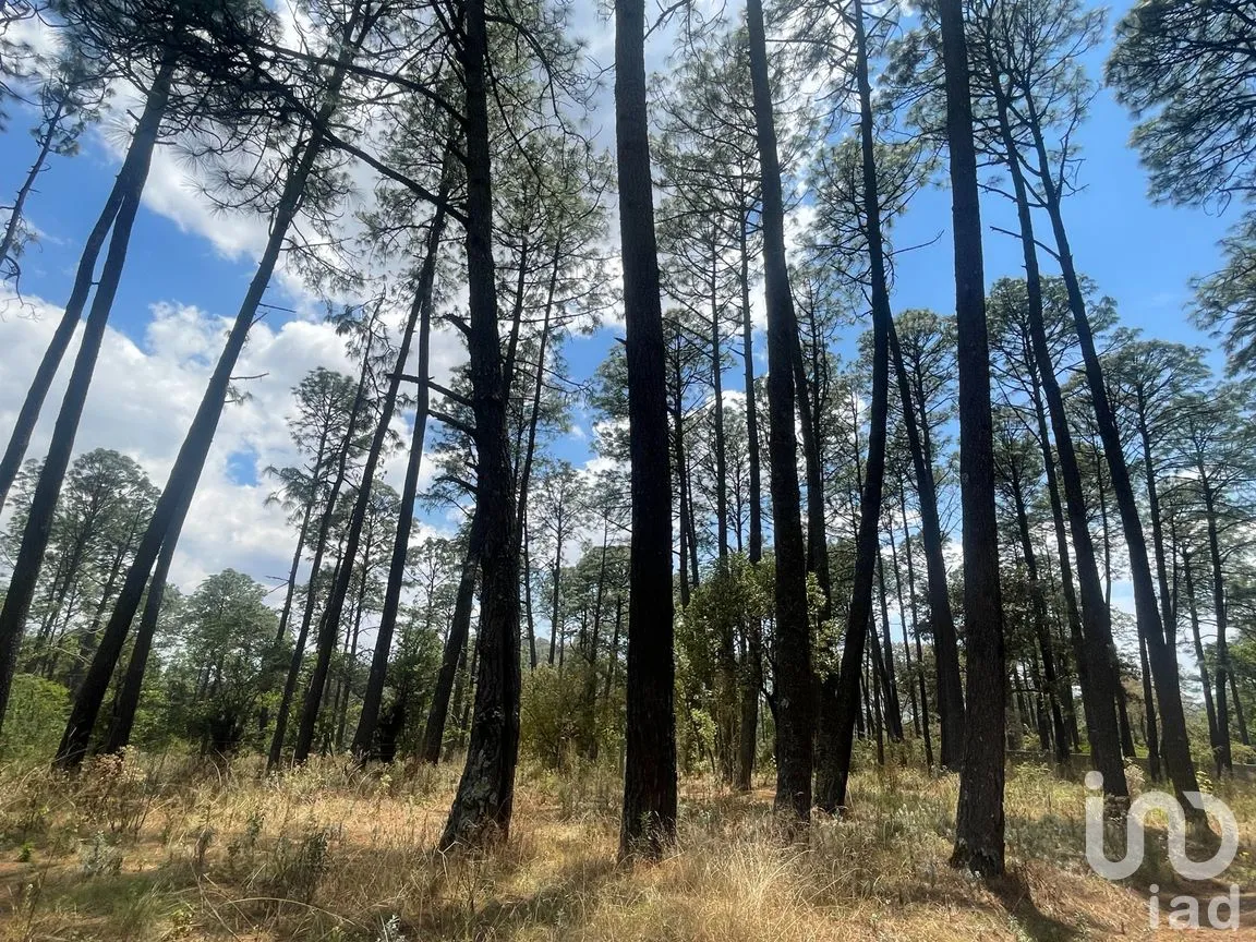 Terreno en Venta en Los Espinos, Tapalpa, Jalisco | NEX-257473 | iad México | Foto 8 de 16